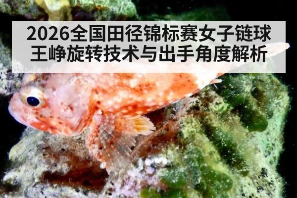 2026全国田径锦标赛女子链球王峥旋转技术与出手角度解析